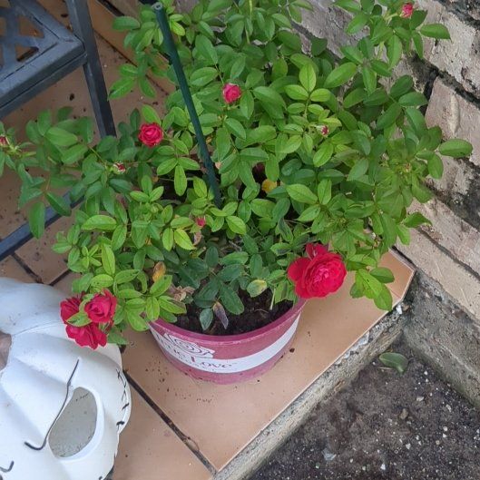 Photo of the plant species Beach Rose by @24Mischievous7 named Shantel on Greg, the plant care app