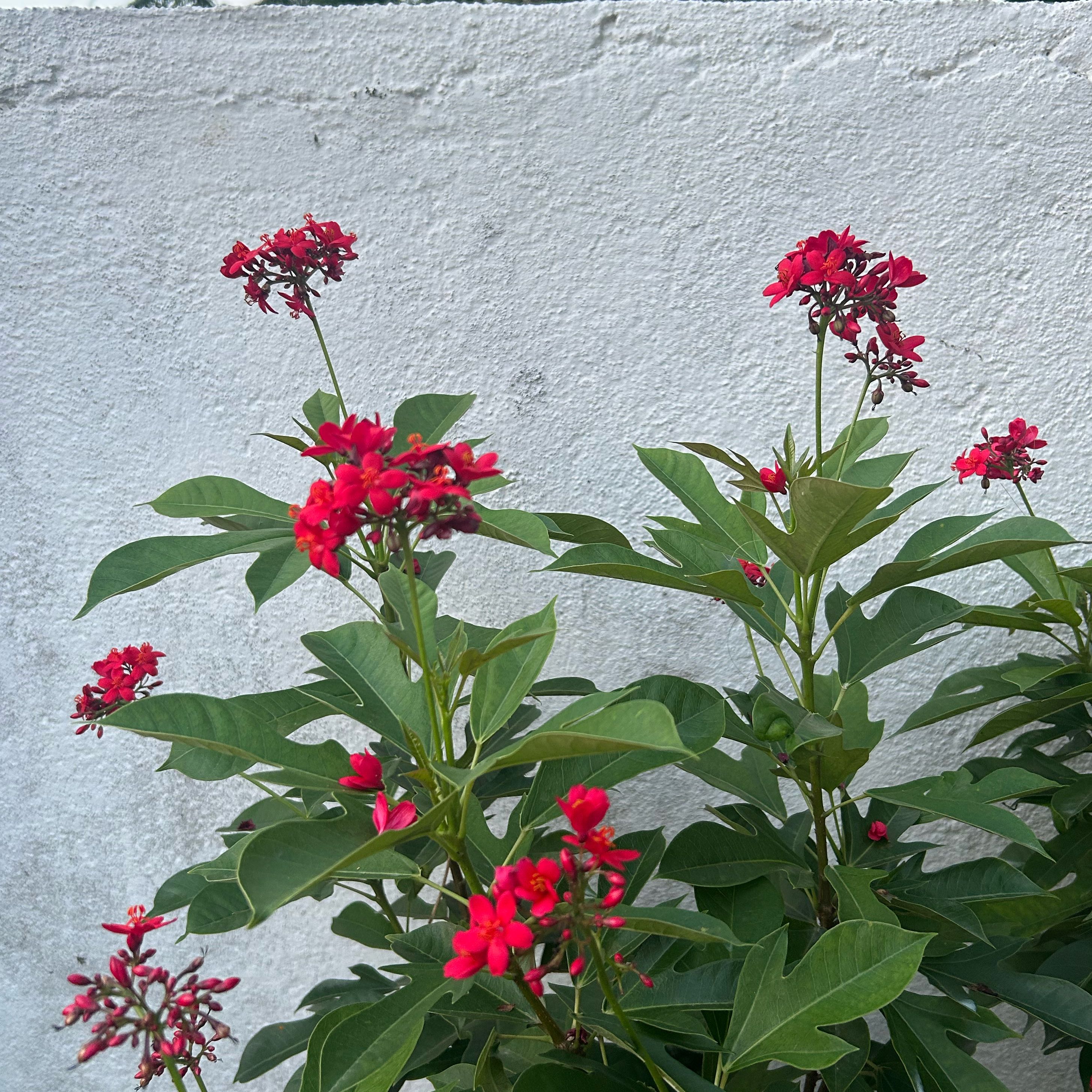 Photo of the plant species Spicy Jatropha by @PeakOrrisroot41 named Figyonce on Greg, the plant care app