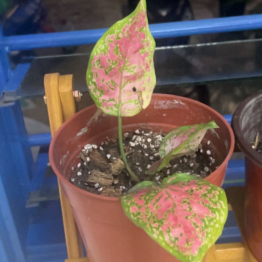 Photo of the plant species Aglaonema 'Red Valentine' by @PeakOrrisroot41 named Gaga on Greg, the plant care app