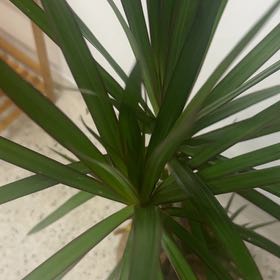 Photo of the plant species Madagascar Dragon Tree by @PeakOrrisroot41 named Wall-E on Greg, the plant care app