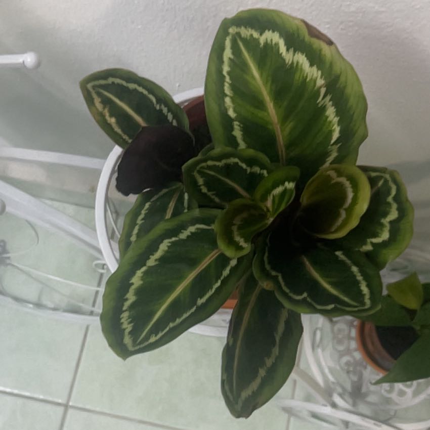 Photo of the plant species Medallion Prayer Plant by @PeakOrrisroot41 named Treeyoncé on Greg, the plant care app