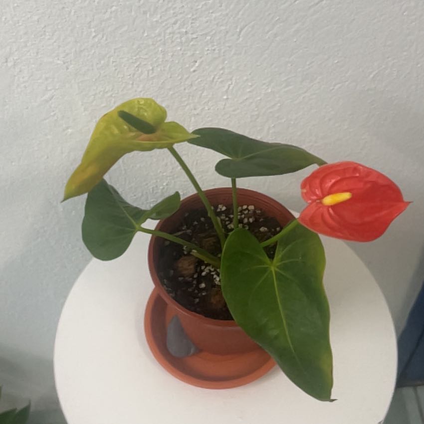 Photo of the plant species Anthurium by @PeakOrrisroot41 named Naomi on Greg, the plant care app