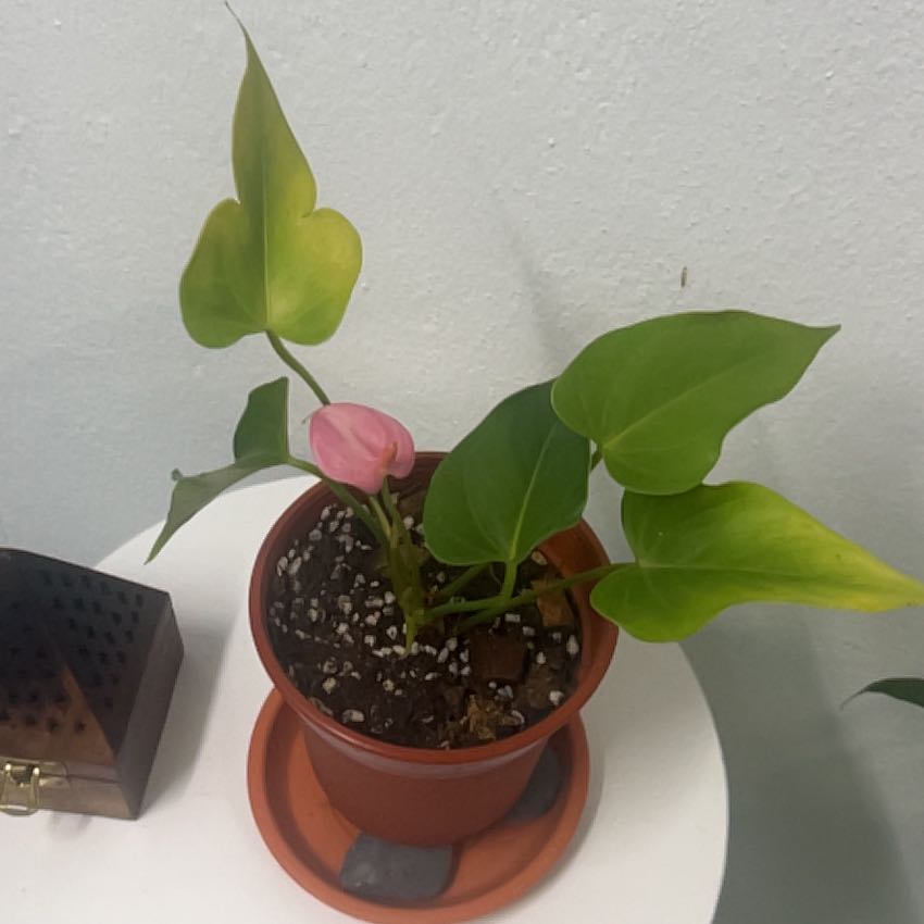 Photo of the plant species Anthurium by @PeakOrrisroot41 named James Dean on Greg, the plant care app
