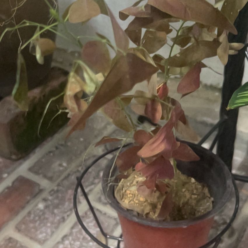 Photo of the plant species Swallowtail by @PeakOrrisroot41 named Sage on Greg, the plant care app