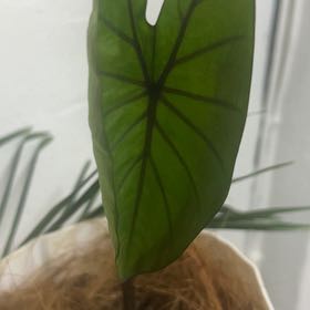 Photo of the plant species Taro by @PeakOrrisroot41 named Nemo on Greg, the plant care app