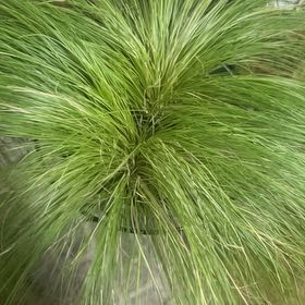 Photo of the plant species Silver Tussock by @PeakOrrisroot41 named Aria on Greg, the plant care app