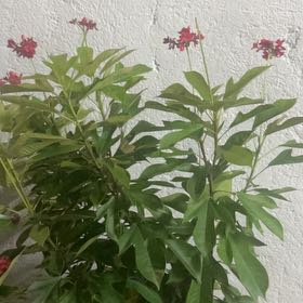 Photo of the plant species Spicy Jatropha by @PeakOrrisroot41 named Kardashian on Greg, the plant care app