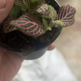 Photo of the plant species Fittonia Pink by @PeakOrrisroot41 named Lebron on Greg, the plant care app