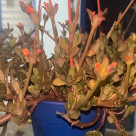 Photo of the plant species Portulaca by @PeakOrrisroot41 named Navajo on Greg, the plant care app