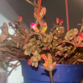 Photo of the plant species Portulaca by @PeakOrrisroot41 named Sigmund on Greg, the plant care app