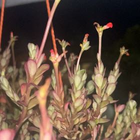 Photo of the plant species Portulaca by @PeakOrrisroot41 named Huckleberry Fern on Greg, the plant care app
