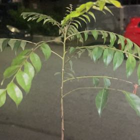 Photo of the plant species Murraya Koenigii by @PeakOrrisroot41 named Harry on Greg, the plant care app