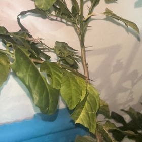 Photo of the plant species Key Lime Tree by @PeakOrrisroot41 named Terra on Greg, the plant care app