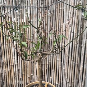 Photo of the plant species Hardy Orange by @FirstTule81 named Kobe on Greg, the plant care app