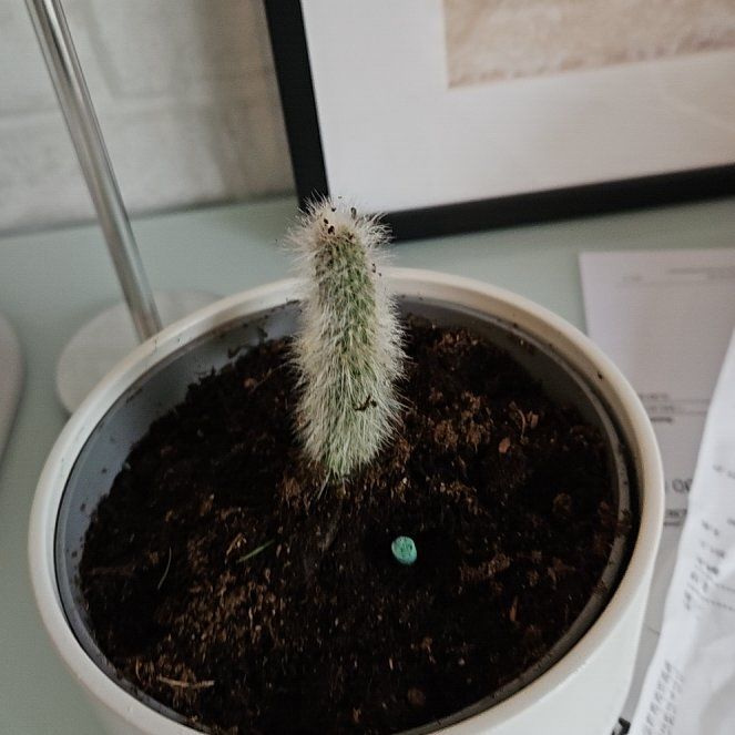 Photo of the plant species Silver Torch Cactus by @PetSmallleaf70 named Kesha on Greg, the plant care app
