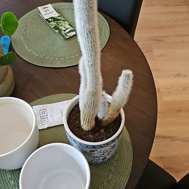 Photo of the plant species Silver Torch Cactus by @PetSmallleaf70 named Harry on Greg, the plant care app
