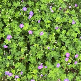Photo of the plant species Bigroot Geranium by @PromptChilli55 named Winston on Greg, the plant care app