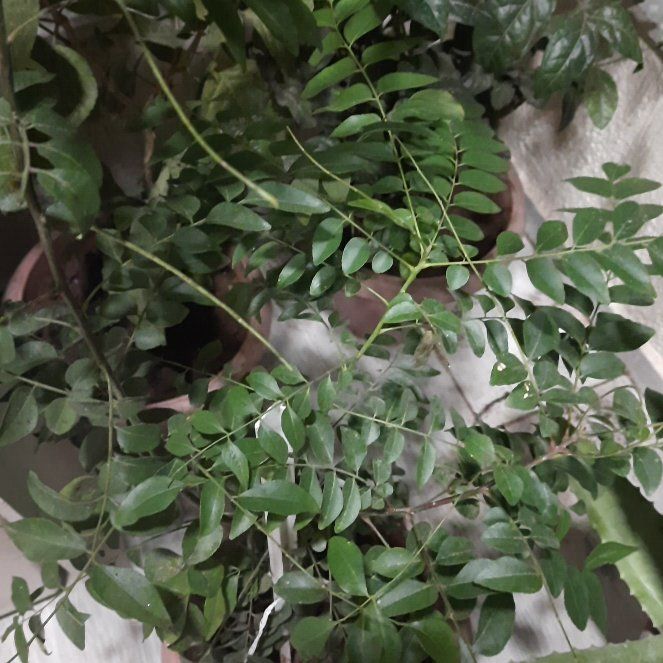 Photo of the plant species Murraya Koenigii by @DynamicTitoki named Ronaldo on Greg, the plant care app