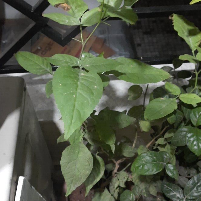 Photo of the plant species Broadleaf Enchanter's Nightshade by @DynamicTitoki named Zeus on Greg, the plant care app