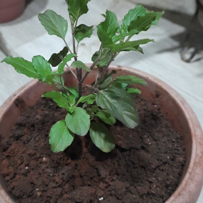 Photo of the plant species Holy Basil (Tulsi) by @DynamicTitoki named Gomez on Greg, the plant care app