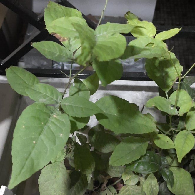 Photo of the plant species Broadleaf Enchanter's Nightshade by @DynamicTitoki named Leaf Erickson on Greg, the plant care app