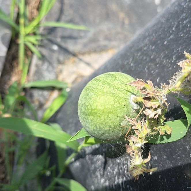 Photo of the plant species Melon by @GracefulGray46 named Beyonce on Greg, the plant care app