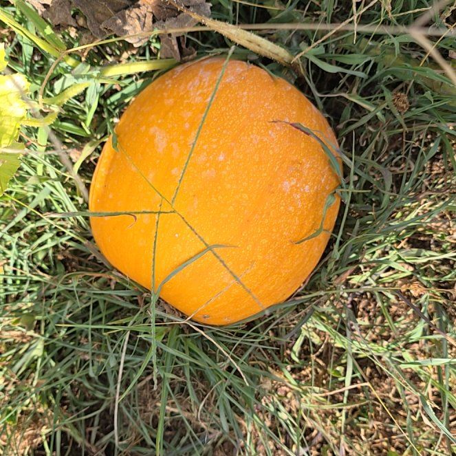 Photo of the plant species Pumpkin by @GracefulGray46 named Einstein on Greg, the plant care app