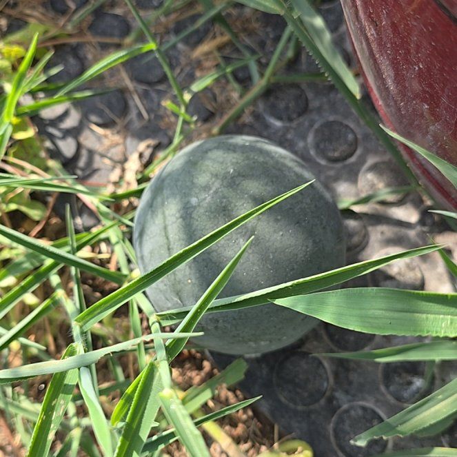 Photo of the plant species Watermelon by @GracefulGray46 named Austen on Greg, the plant care app