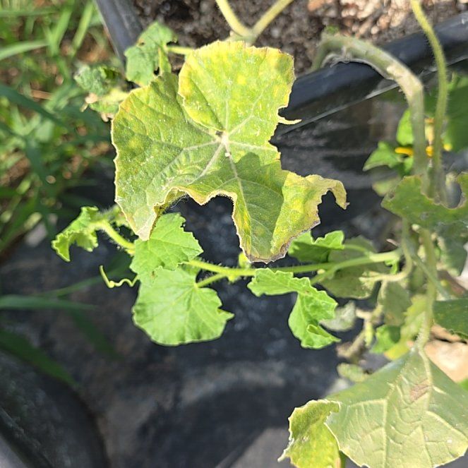 Photo of the plant species Melon by @GracefulGray46 named Daphne on Greg, the plant care app