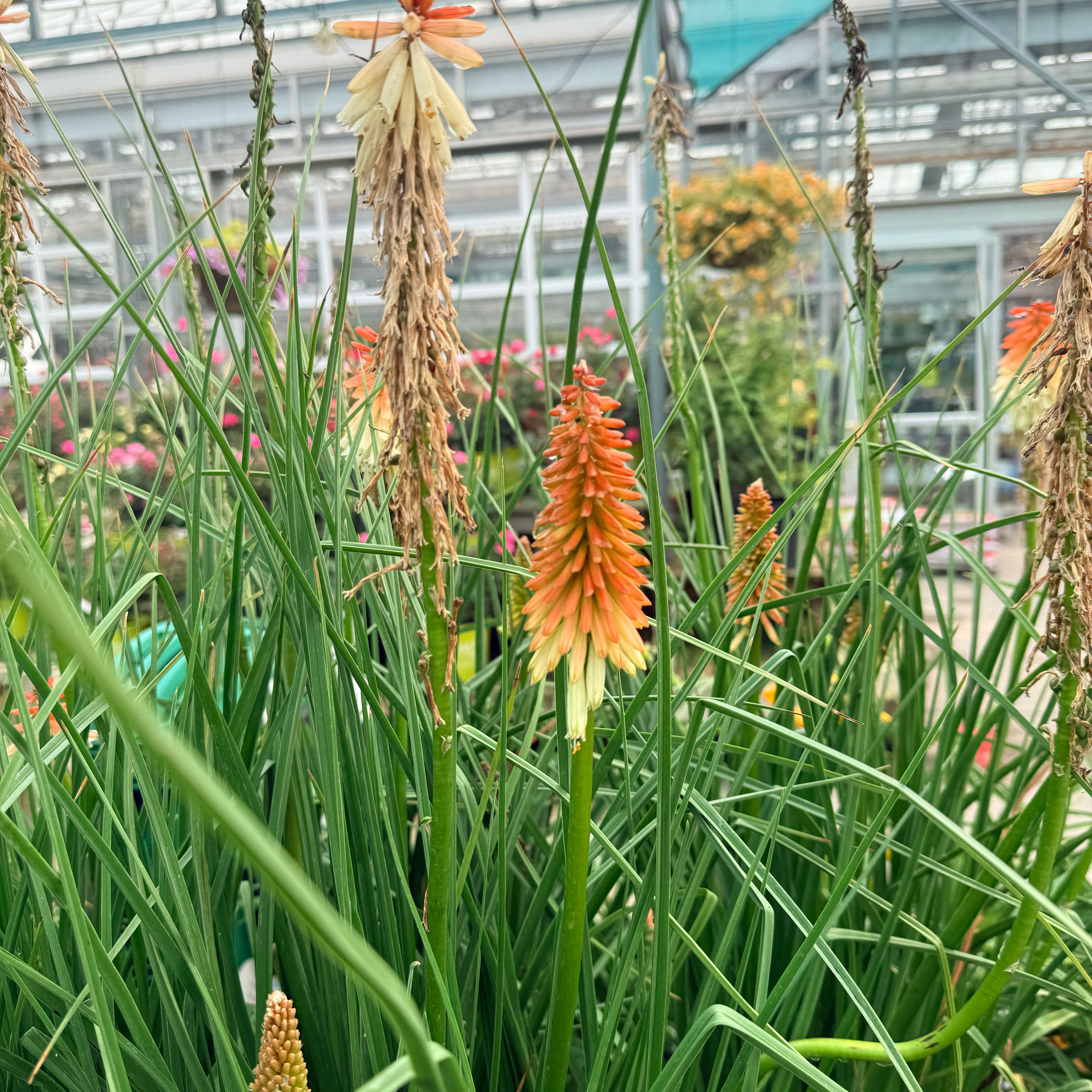Photo of the plant species Torch Lily by @FairSunstar22 named McKinley on Greg, the plant care app
