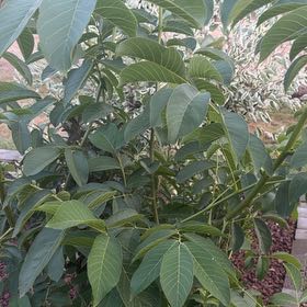 Photo of the plant species English Walnut by @GutsyBushhoya60 named Bella on Greg, the plant care app