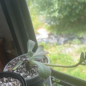 Photo of the plant species Echeveria 'Valeria' by @HeroineKaramu42 named Gates on Greg, the plant care app