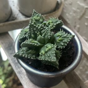 Photo of the plant species Pebbled Tiger Jaws by @SwellTwister96 named Captain Plant-it on Greg, the plant care app