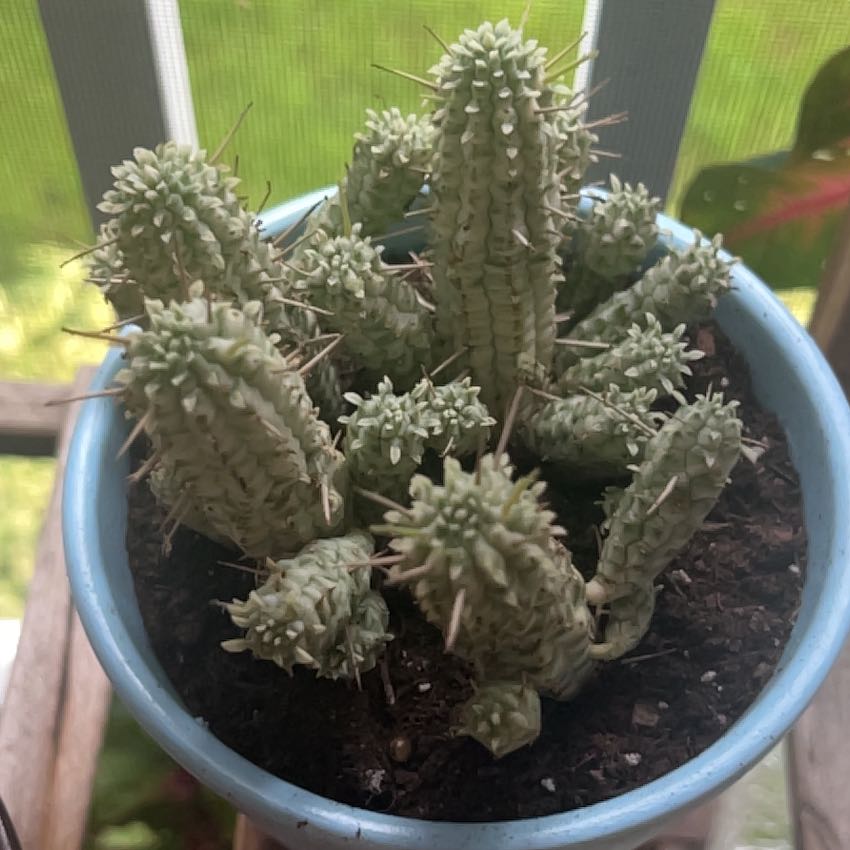 Photo of the plant species Corncob Cactus by @SwellTwister96 named Planty on Greg, the plant care app