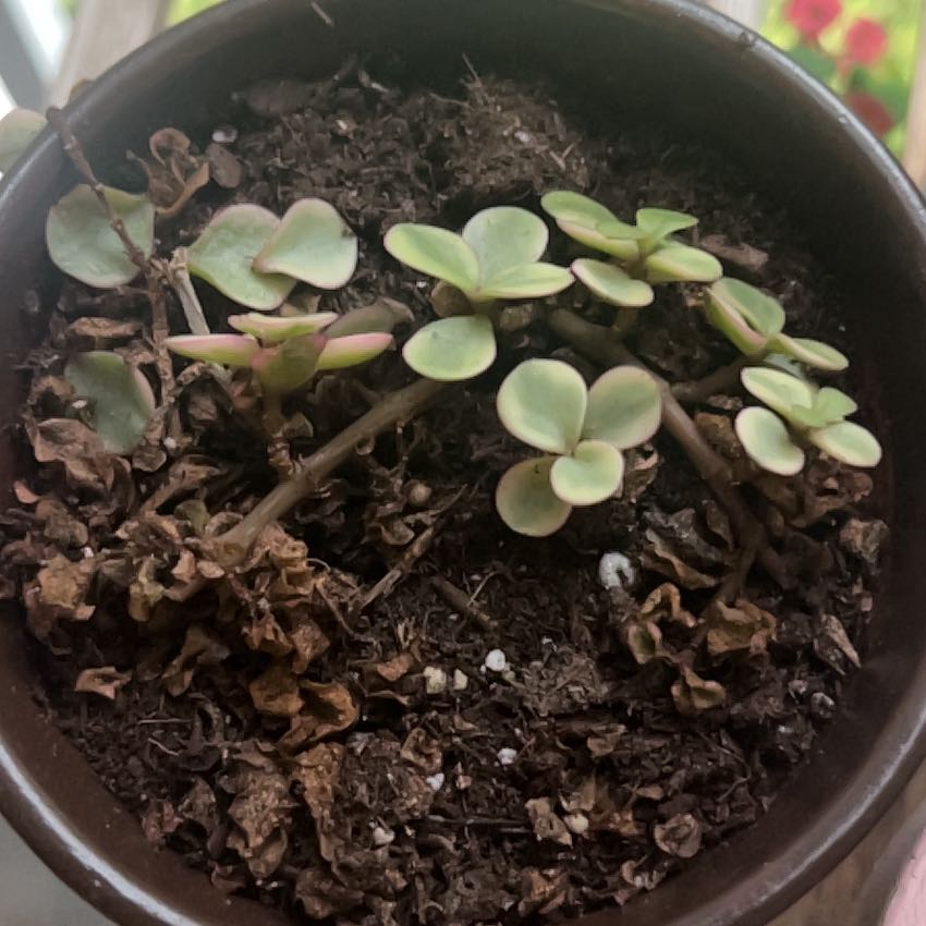 Photo of the plant species Rainbow Bush by @SwellTwister96 named Peter Parker on Greg, the plant care app