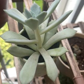 Photo of the plant species Pachyphytum 'Margrit' by @SwellTwister96 named Terra on Greg, the plant care app