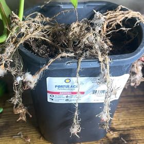 Photo of the plant species Portulaca oleracea 'Mega Pazzaz Orange' by @SwellTwister96 named Prince on Greg, the plant care app