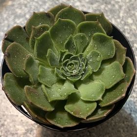 Photo of the plant species Echeveria Brown Rose by @UberTropical98 named Rose on Greg, the plant care app