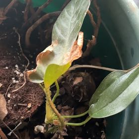 Photo of the plant species Philodendron Squamiferum by @FlashyCorrea97 named Mystery philodendron on Greg, the plant care app