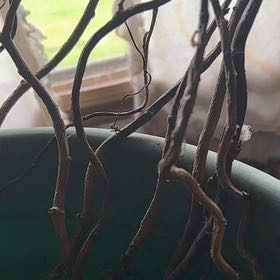 Photo of the plant species Corkscrew Willow by @FlashyCorrea97 named Corkscrew willow on Greg, the plant care app