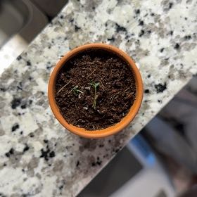Photo of the plant species Shasta Daisy by @BrawnyLoquat52 named Rosa on Greg, the plant care app