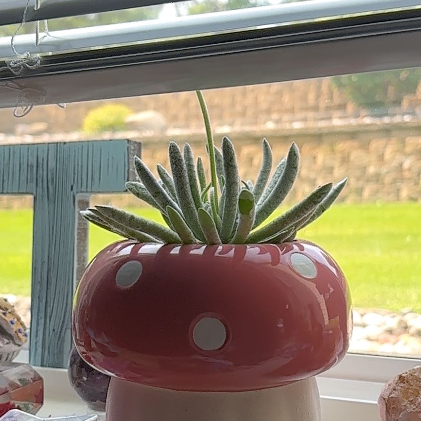 Photo of the plant species Woolly Senecio by @BentonMaylily43 named Zeus on Greg, the plant care app