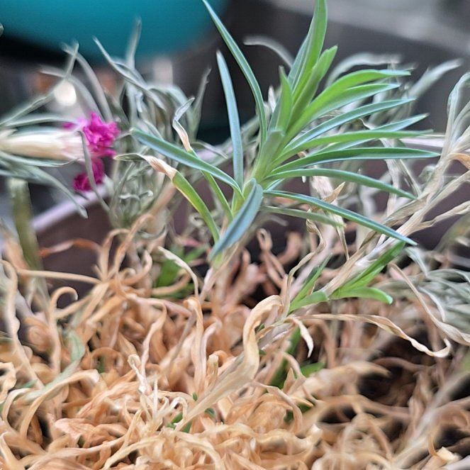 Photo of the plant species Dianthus Caryophyllus by @JesterTozzia0 named Flora on Greg, the plant care app