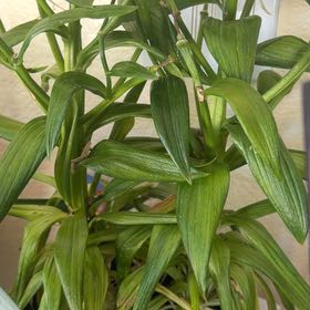 Photo of the plant species Easter Lily by @MatureOnion46 named Surya on Greg, the plant care app