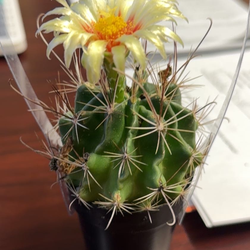 Photo of the plant species Miniature Barrel Cactus by @FourstarPhlox named Gates on Greg, the plant care app