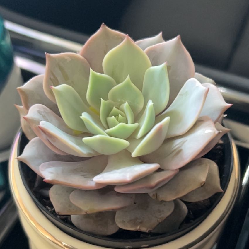 Photo of the plant species Angel Kissed by @VipIcarus50 named Xena on Greg, the plant care app