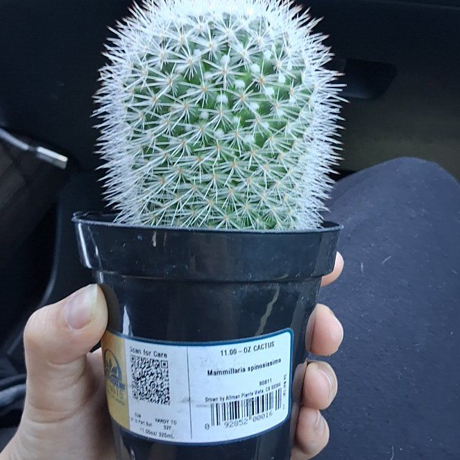 Photo of the plant species Mammilaria Spinosissima by @HeroMastic2 named Spike on Greg, the plant care app