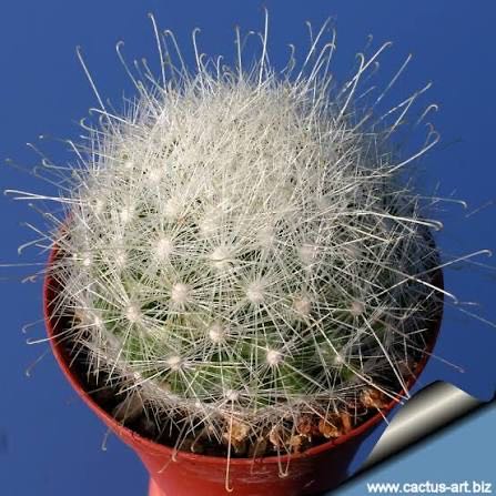 Photo of the plant species Mammillaria senilis by @AnewMingthing14 named Lola on Greg, the plant care app