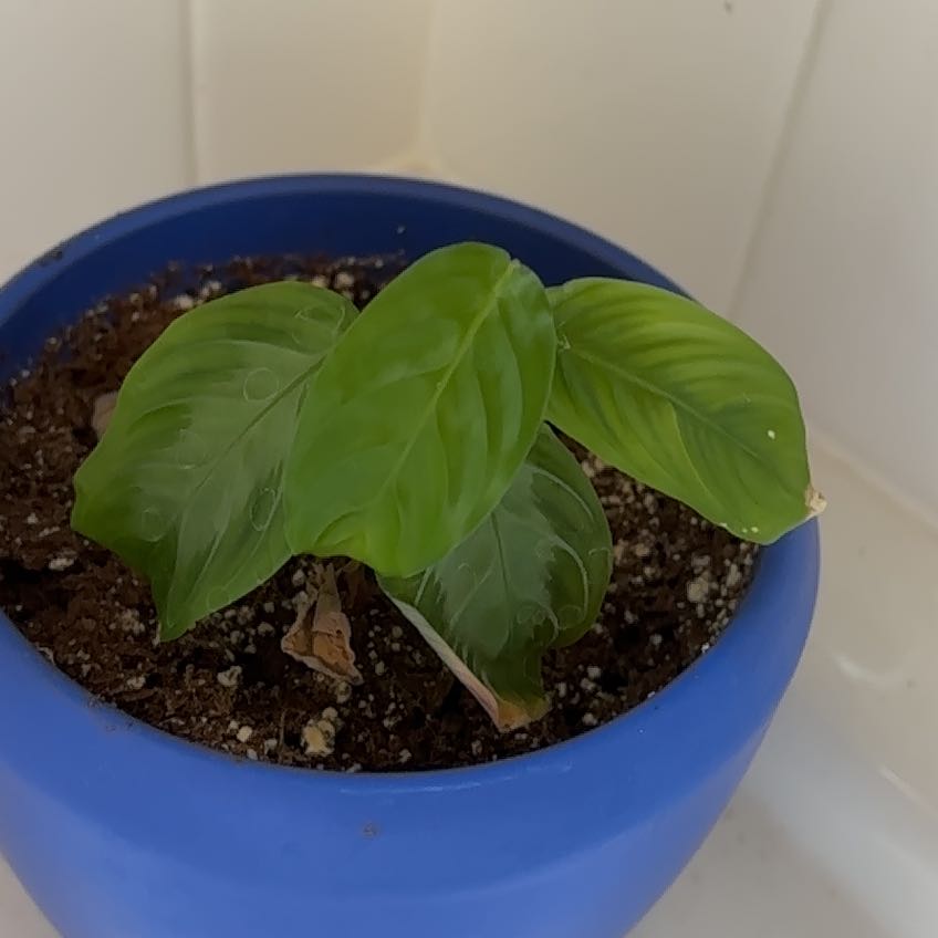 Photo of the plant species Prayer Plant by @BraveBaibua93 named Kesha on Greg, the plant care app