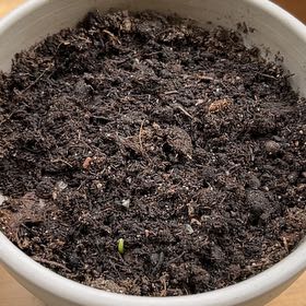 Photo of the plant species Corn by @SavvySandrose61 named Wall-E on Greg, the plant care app